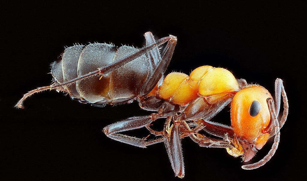Ant Control service in Aliso Viejo, CA