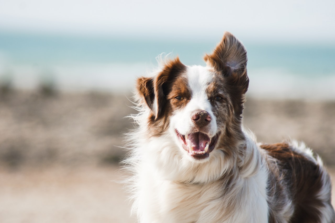 Flea & Tick Control service in Aliso Viejo, CA