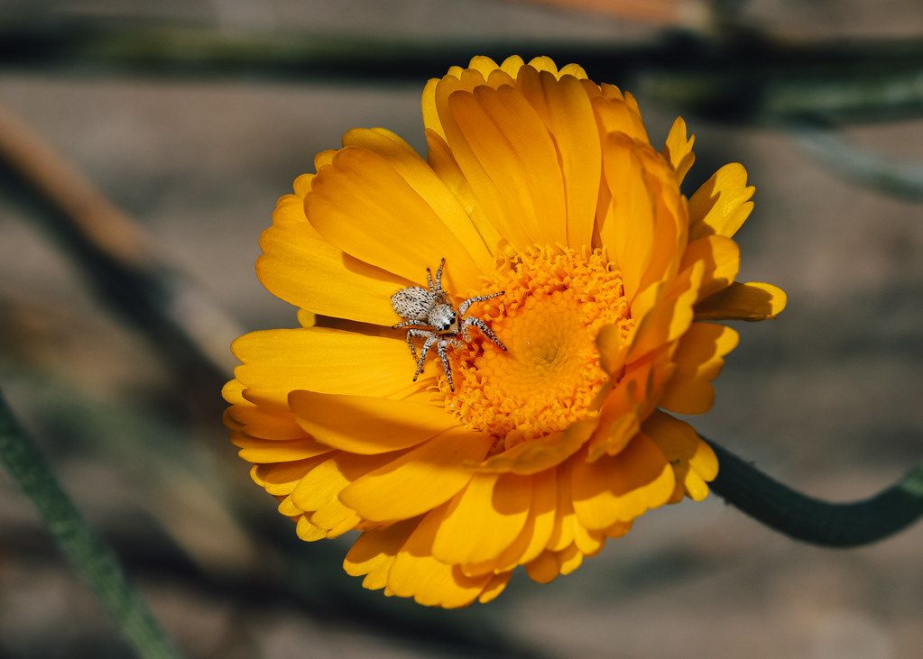 Spider Control service in Aliso Viejo, CA